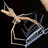 Menneus camelus